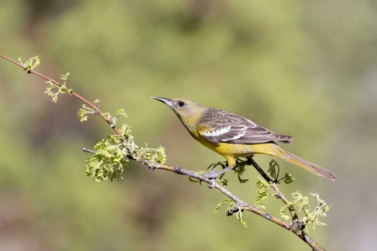 Picture of AZ, SANTA RITA MTS FEMALE SCOTTS ORIOLE ON TREE