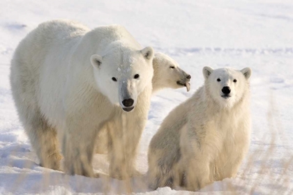 Picture of CANADA, CHURCHILL MOTHER POLAR BEAR AND TWO CUBS
