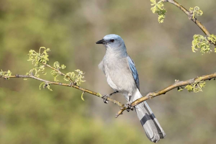 Picture of AZ, SANTA RITA MTS MEXICAN JAY PERCHED ON BRANCH