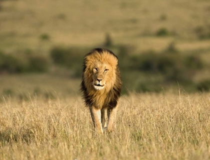Picture of KENYA, MASAI MARA MALE LION WALKING IN DRY GRASS