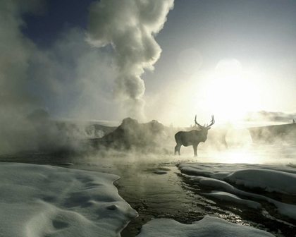 Picture of WY, YELLOWSTONE, CASTLE GEYSER SILHOUETTE OF ELK