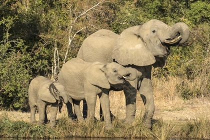 Picture of BOTSWANA, SAVUTI GAME RESERVE ELEPHANTS DRINKING