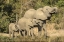Picture of BOTSWANA, SAVUTI GAME RESERVE ELEPHANTS DRINKING