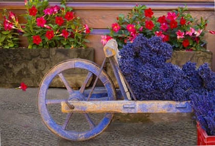 Picture of FRANCE, PROVENCE, SAULT CART WITH FRESH LAVENDER