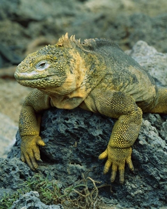 Picture of ECUADOR, GALAPAGOS ISLANDS DETAIL OF LAND IGUANA