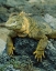 Picture of ECUADOR, GALAPAGOS ISLANDS DETAIL OF LAND IGUANA