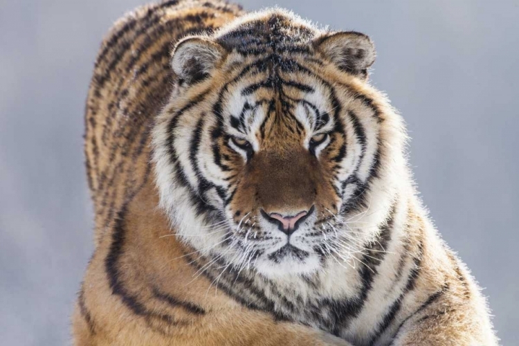 Picture of CHINA, HARBIN SIBERIAN TIGER IN SUB-ZERO WEATHER