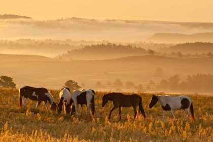 Picture of SD, PAINT HORSES AT BLACK HILLS HORSE SANCTUARY