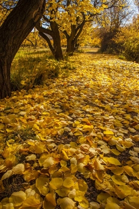 Picture of UT, CAPITOL REEF FREMONT RIVER TRAIL IN AUTUMN