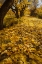 Picture of UT, CAPITOL REEF FREMONT RIVER TRAIL IN AUTUMN