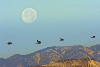 Picture of NEW MEXICO SANDHILL CRANES FLYING BY FULL MOON