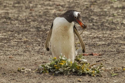 Picture of SAUNDERS ISL GENTOO PENGUIN WITH NEST MATERIAL