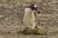 Picture of SAUNDERS ISL GENTOO PENGUIN WITH NEST MATERIAL