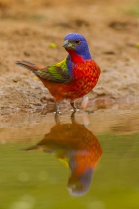 Picture of TX, HIDALGO CO, MALE PAINTED BUNTING REFLECTED