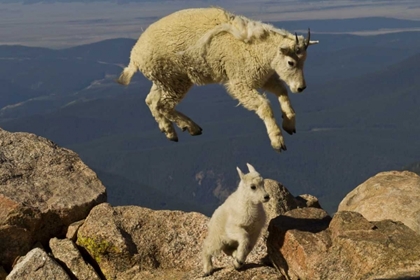 Picture of CO, MOUNT EVANS MOUNTAIN GOAT JUMPING OVER KID