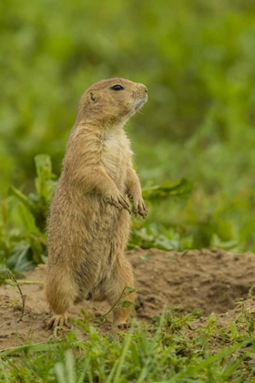 Picture of CO, ROCKY MT ARSENAL PRAIRIE DOG ON DEN MOUND