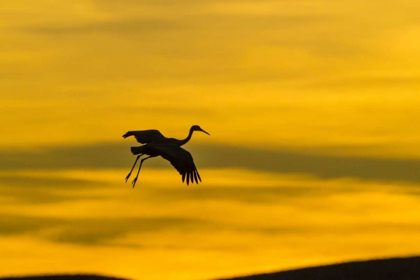 Picture of NEW MEXICO SILHOUETTE OF SANDHILL CRANE FLYING