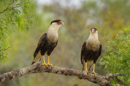 Picture of TX, HIDALGO CO, CRESTED CARACARAS ON TREE LIMB