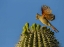 Picture of AZ, SONORAN DESERT PYRRHULOXIA ON SAGUARO BUDS