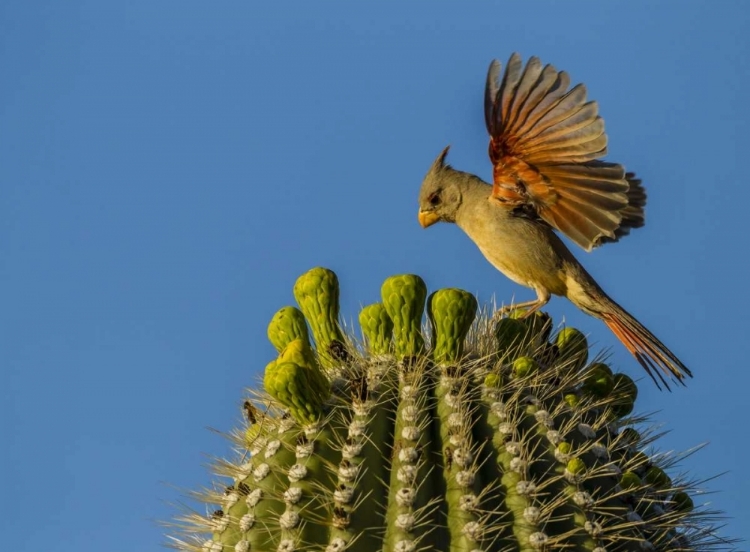 Picture of AZ, SONORAN DESERT PYRRHULOXIA ON SAGUARO BUDS