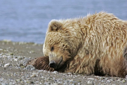Picture of AK, LAKE CLARK NP COASTAL GRIZZLY BEAR NAPPING