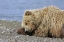 Picture of AK, LAKE CLARK NP COASTAL GRIZZLY BEAR NAPPING