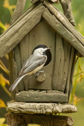 Picture of NORTH CAROLINA, CAROLINA CHICKADEE AT BIRDHOUSE