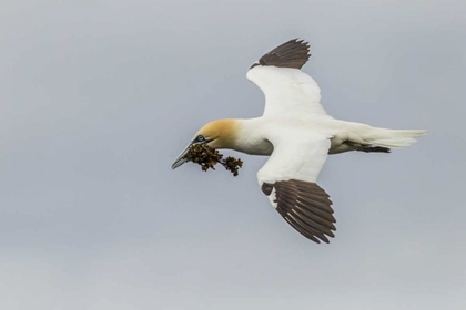 Picture of SCOTLAND, SHETLAND ISL FLYING GANNET WITH TWIG