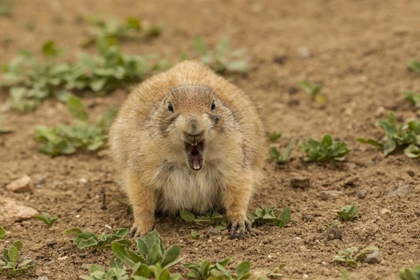 Picture of OKLAHOMA, WICHITA MTS BLACK-TAILED PRAIRIE DOG