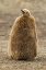 Picture of EAST FALKLAND, SAUNDERS ISL KING PENGUIN CHICK