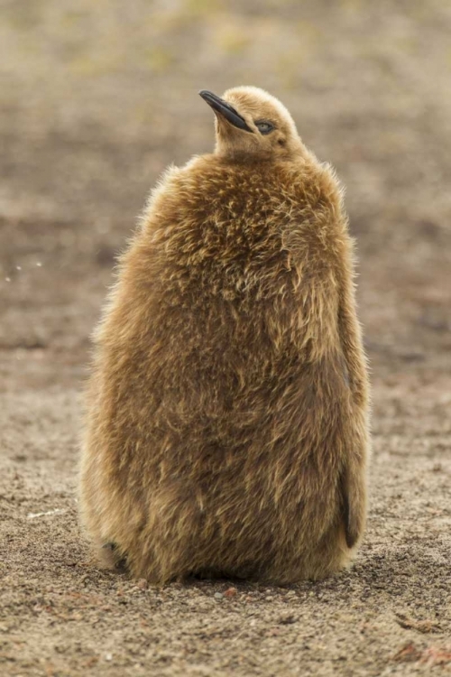 Picture of EAST FALKLAND, SAUNDERS ISL KING PENGUIN CHICK