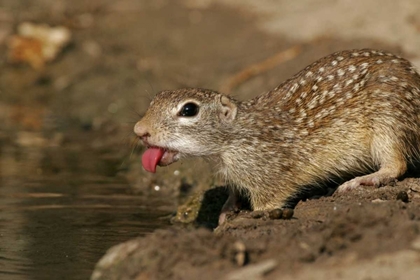 Picture of TX, STARR CO, MEXICAN GROUND SQUIRREL DRINKING