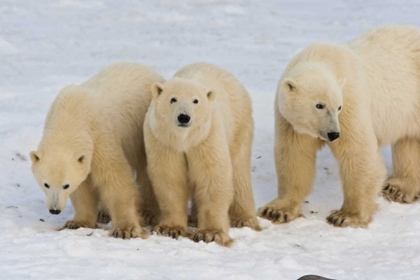 Picture of CANADA, HUDSON BAY POLAR BEAR MOTHER WITH CUBS