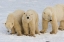Picture of CANADA, HUDSON BAY POLAR BEAR MOTHER WITH CUBS