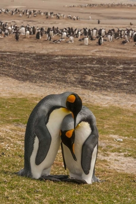 Picture of SAUNDERS ISL GENTOO PENGUINS AND KING PENGUINS