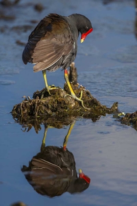 Picture of FL, GREEN CAY COMMON MOORHEN REFLECTS IN WATER