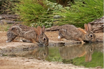 Picture of TX, STARR CO, PAIR OF COTTONTAIL RABBITS DRINK