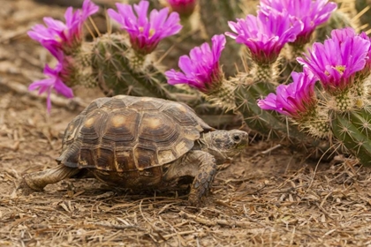 Picture of TX, BERLANDIERS TORTOISE AND STRAWBERRY PATAYA