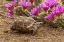 Picture of TX, BERLANDIERS TORTOISE AND STRAWBERRY PATAYA