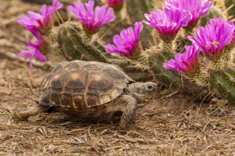 Picture of TX, BERLANDIERS TORTOISE AND STRAWBERRY PATAYA