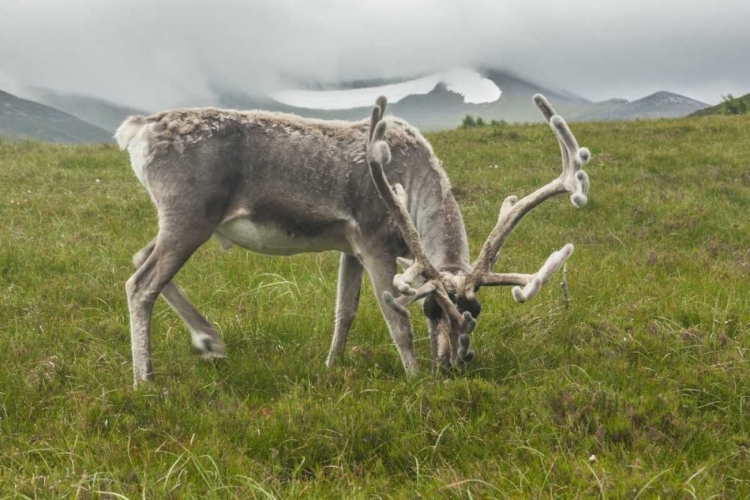 Picture of EUROPE, SCOTLAND, CAIRNGORM NP REINDEER GRAZING