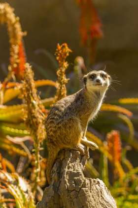 Picture of USA, CALIFORNIA, SANTA BARBARA MEERKAT ON STUMP