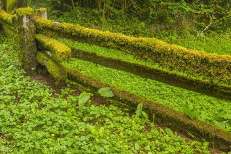 Picture of USA, CALIFORNIA, REDWOODS NP MOSS-COVERED FENCE