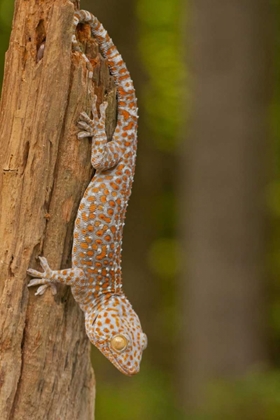 Picture of USA, NORTH CAROLINA TOKAY GECKO ON A TREE STUMP