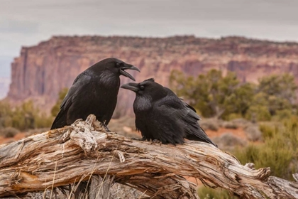 Picture of USA, UTAH, CANYONLANDS NP PAIR OF RAVENS ON LOG