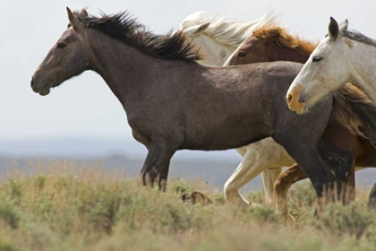 Picture of USA, WYOMING, CARBON COUNTY WILD HORSES RUNNING