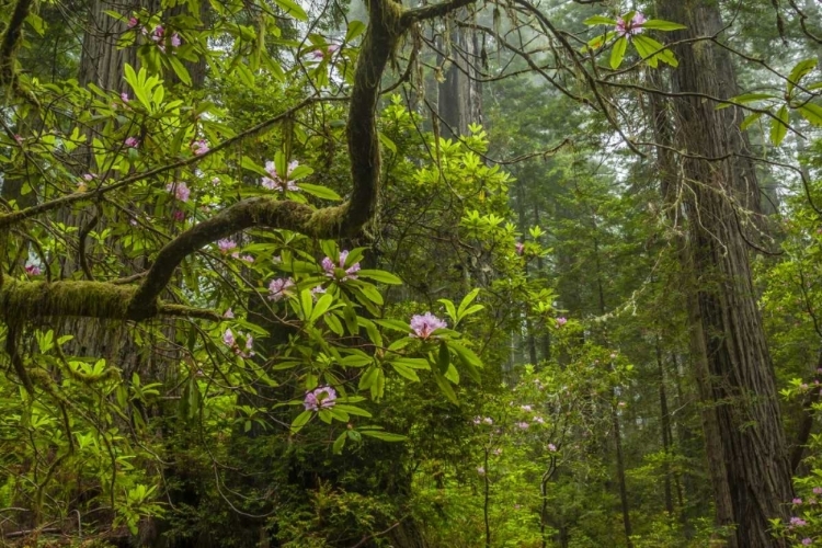 Picture of CALIFORNIA, REDWOODS NP RHODODENDRONS IN FOREST