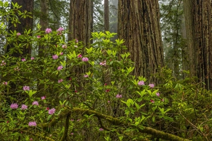 Picture of CALIFORNIA, REDWOODS NP RHODODENDRONS IN FOREST