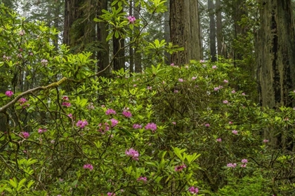 Picture of CALIFORNIA, REDWOODS NP RHODODENDRONS IN FOREST