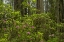 Picture of CALIFORNIA, REDWOODS NP RHODODENDRONS IN FOREST